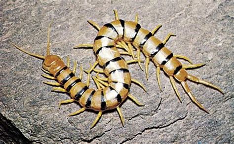  Centipede: Una Curiosidad Artrópoda Que Desafía la Definición de Insecto!