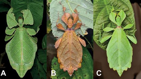  Floripondio: ¡Descubra la danza hipnótica de un insecto maestro del camuflaje!