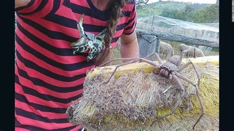  Huntsman Spider: Contemplating its Many Eyes While Navigating the Labyrinthine World of Nature!