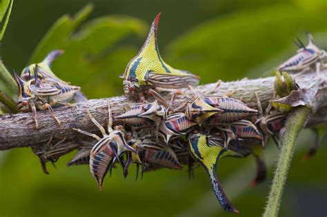  Karnari: ¡Un insecto fascinante que combina camuflaje y una dieta carnívora sorprendente!