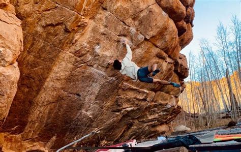  Lagarto: Una Maravilla de la Naturaleza que Desafía la Gravedad con su Escalada Vertical