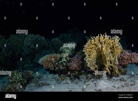  Millepora! Un Polipo Colonial Que Respira Bajo el Mar y Desafía la Definición de Animal