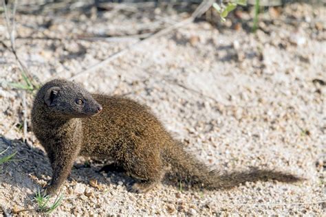 Mongoose: ¿Un Pequeño depredador con una gran personalidad?