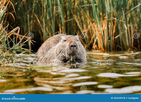  Nutria: Un roedor semiaquático con una irresistible pasión por las plantas acuáticas!