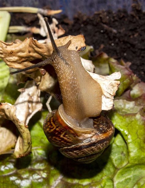  ¡El Caracol de Jardín! Un molusco terrestre con una concha espiral que se desliza por la tierra como un pequeño tanque viviente