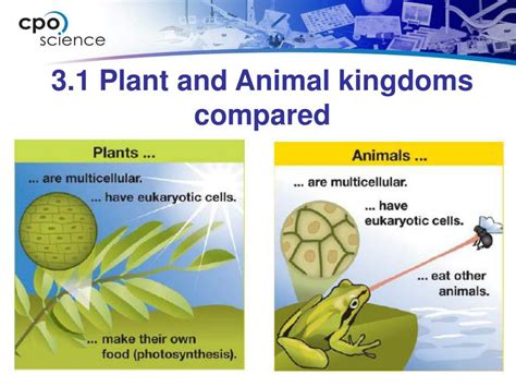  Zetekia ¡Un eslabón perdido entre el reino vegetal y animal?