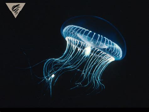  Aequorea victoria: ¡Una medusa bioluminiscente que iluminará tu imaginación!