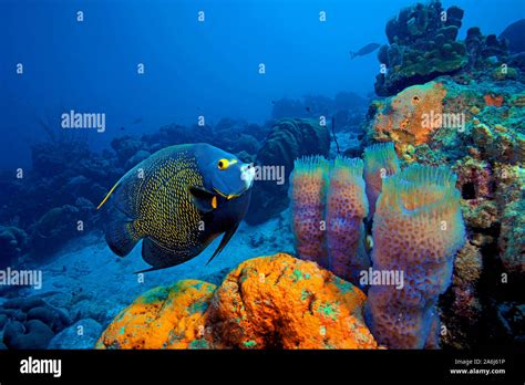  Agelas! Descubriendo el Misterio del Esponja de Coral Amarillo y su Curiosa Evolución