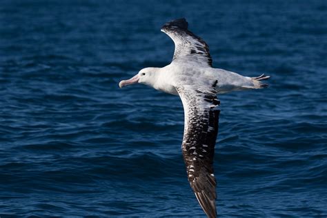  Albatros: ¡Descubriendo al Maestro del Vuelo en Alto Mar!