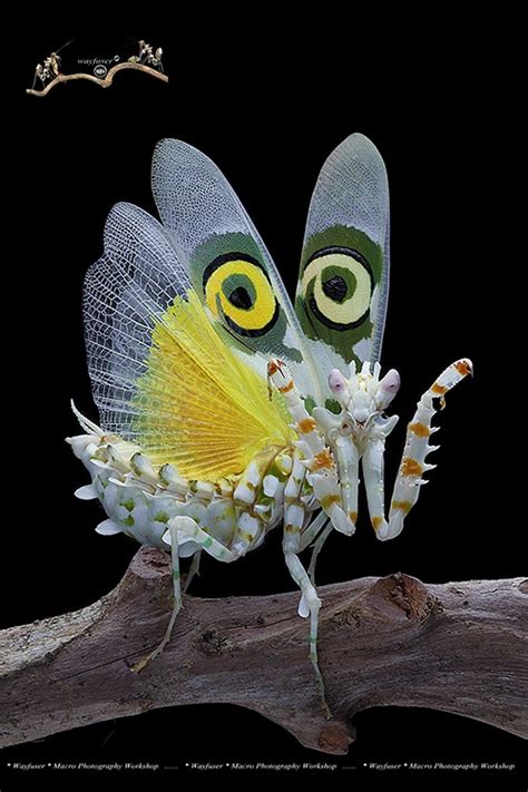  Anísoptera: ¡Descubre la majestuosidad de estos insectos voladores que conquistan los cielos con sus vibrantes colores!