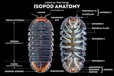  Branquisópodo: ¿Un Insectomalo Degenerado Que Conoce Todos Los Caminos Del Bosque?