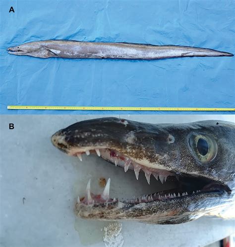 Daggertooth Pike Conger: ¡Descubre el misterio del depredador de las profundidades con una mirada feroz y escamas que brillan como joyas!