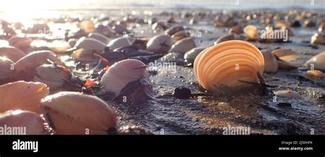  Dosinia: Un Caracol que Flota con la Marejada y Se Encuentra en el Fondo Marino!