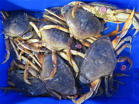  Dungeness Crab: ¡Descubre el Rey del Crustáceo con una Coraza Increíblemente Fuerte!