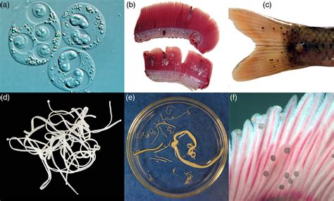  Fonticula! Una mirada microscópica al parásito del pez que desafía las leyes de la naturaleza