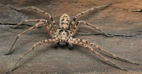  Huntsman Spider: A Creature With Eight Legs And An Astonishingly Fast Escape Route!