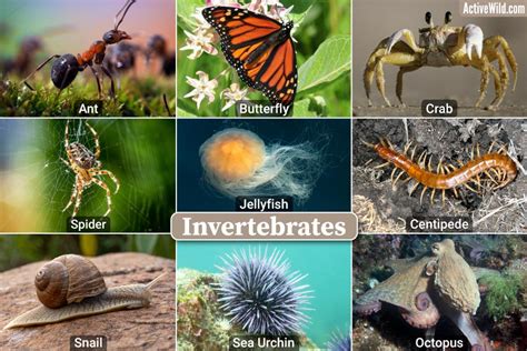  Intriguing Invertebrates:  Descubra el increíble mundo del _ interstitial_ Isotomum!