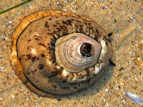  Keyhole Limpet: A Tiny Shell Dweller That Combines Tentacled Prowess with Striking Transparency!