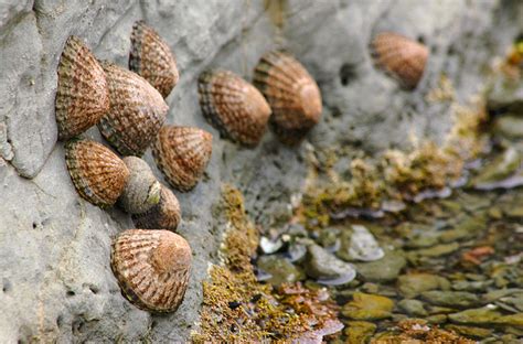  Limpetas: ¿Conoces a estos curiosos moluscos que se aferran a las rocas como si fueran imanes vivientes?