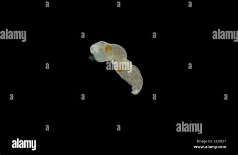  Microstomum: ¿Un gusano diminuto que desafía la lógica de la locomoción?