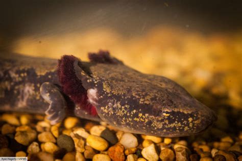  Mudpuppy: Un Anfibio Acuático con Piel Rugosa que Se Encuentra en Aguas Claras de Norteamérica!