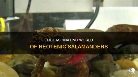  ¡Nuevo En La Piscina! Descubre el fascinante mundo de la salamandra neoténica y sus características excepcionales