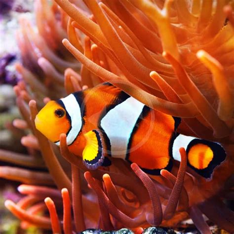  Ocellaris Clownfish: ¿Un Maestro del Disfraz o un Artista de la Cohabitación Simbiótica?