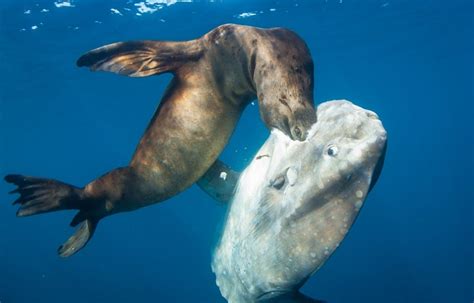  Pez Luna: ¡Un Habitante Profundo Que Se Desliza Por Los Océanos Con Gracia Lunar!