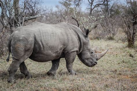  Rinoceronte: ¡Un Gigante Terrestre que te Dejará Boquiabierto con su Curiosa Armadura!