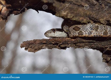  Rumores sobre la Rata Serpiente: ¿Un reptil de aspecto siniestro que esconde un encanto peculiar?