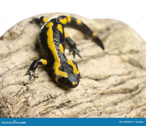  ¿Salamandra de Fuego, una criatura que respira bajo el agua y escala las paredes?