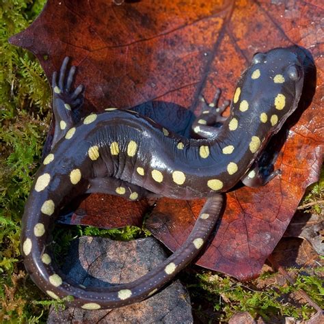  Salamandra Manchada: ¿Un Maestro del Disfraz o una Simple Víctima de la Naturaleza?