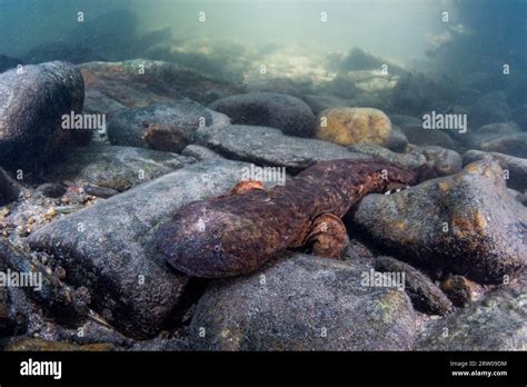  Salamandra Percebe, Una Criatura Acuática Que Adora Explorar La Tierra Firme