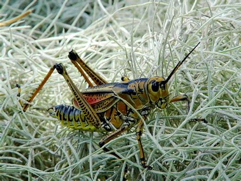  Saltamontes: ¿Conoces al maestro del camuflaje que puede saltar hasta 20 veces su propio tamaño?