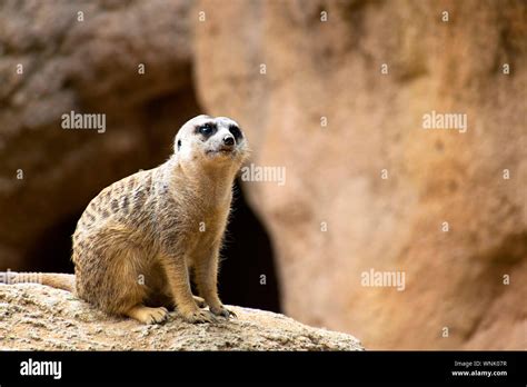  Suricata: ¡Descubre al Rey de la Vigilancia en el Desierto Africano!