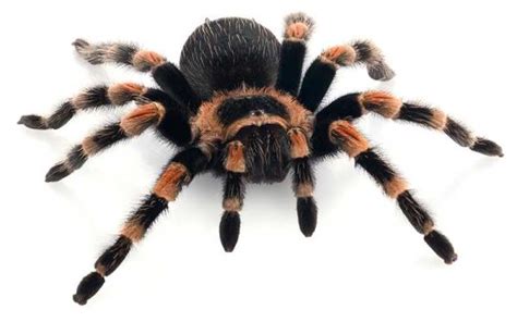  Tarantulas: ¿Conoces las criaturas que se arrastran con ocho patas y tejen telarañas de seda gigante?