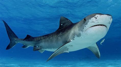  Tiburón Toro ¡El rey del coral con un apetito voraz y una piel tan rugosa como una piedra pómez!