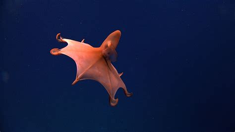  Vampire Squid ¡Una Criatura Profunda con Ojos que Brillantes como Diamantes!