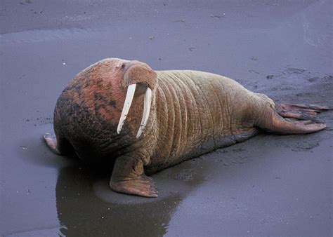  Walrus: Un gigante marino con una personalidad peculiar y un bigote que no pasa desapercibido