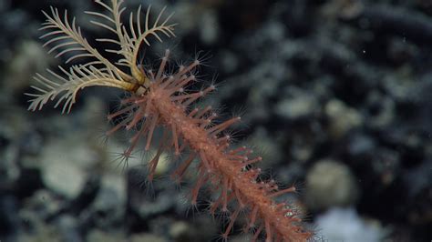  Watsonia! A Deep Dive into the Intricate World of this Pulsating Colonial Hydrozoan