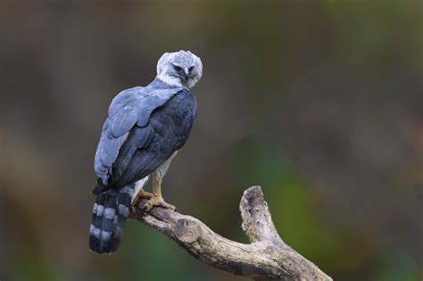  ¿Qué es un Quebracho? ¡Conociendo al ave que tiene la pluma más fuerte del mundo!