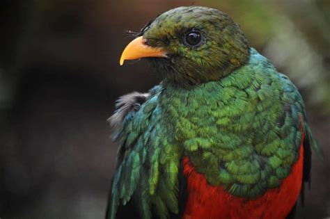  ¿Quién es el Quetzal y por qué se le considera una joya brillante del cielo?