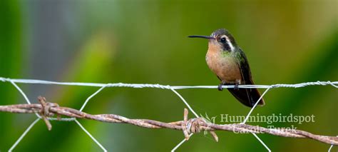  Xantus’s Hummingbird: Conozca al acrobático pájaro que desafía la gravedad con su vuelo inverso