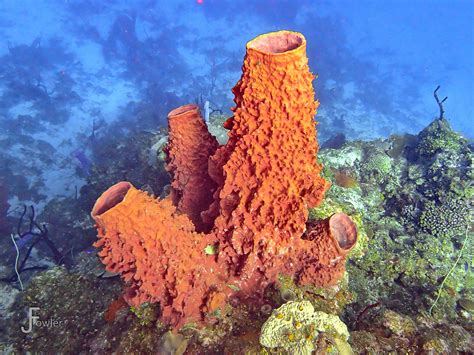  Yellow Barrel Sponge: Una Esponja que Recuerda al Sol y Resiste las Tormentas