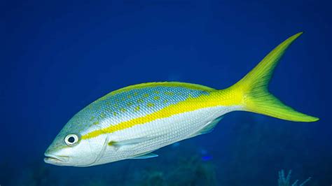  Yellowtail Snapper: ¿Podrías creer que este pez brillante es capaz de cambiar de sexo?