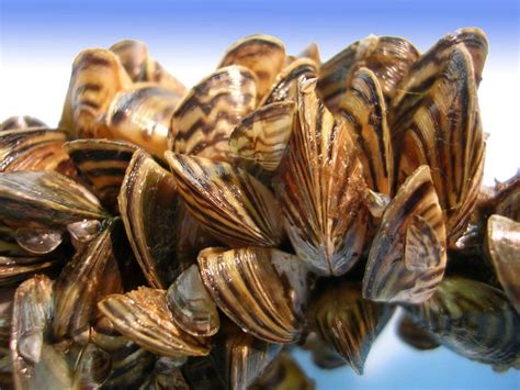  Zambezi Zebra Mussel: Uncovering the Secrets of These Remarkably Resilient Filter Feeders!